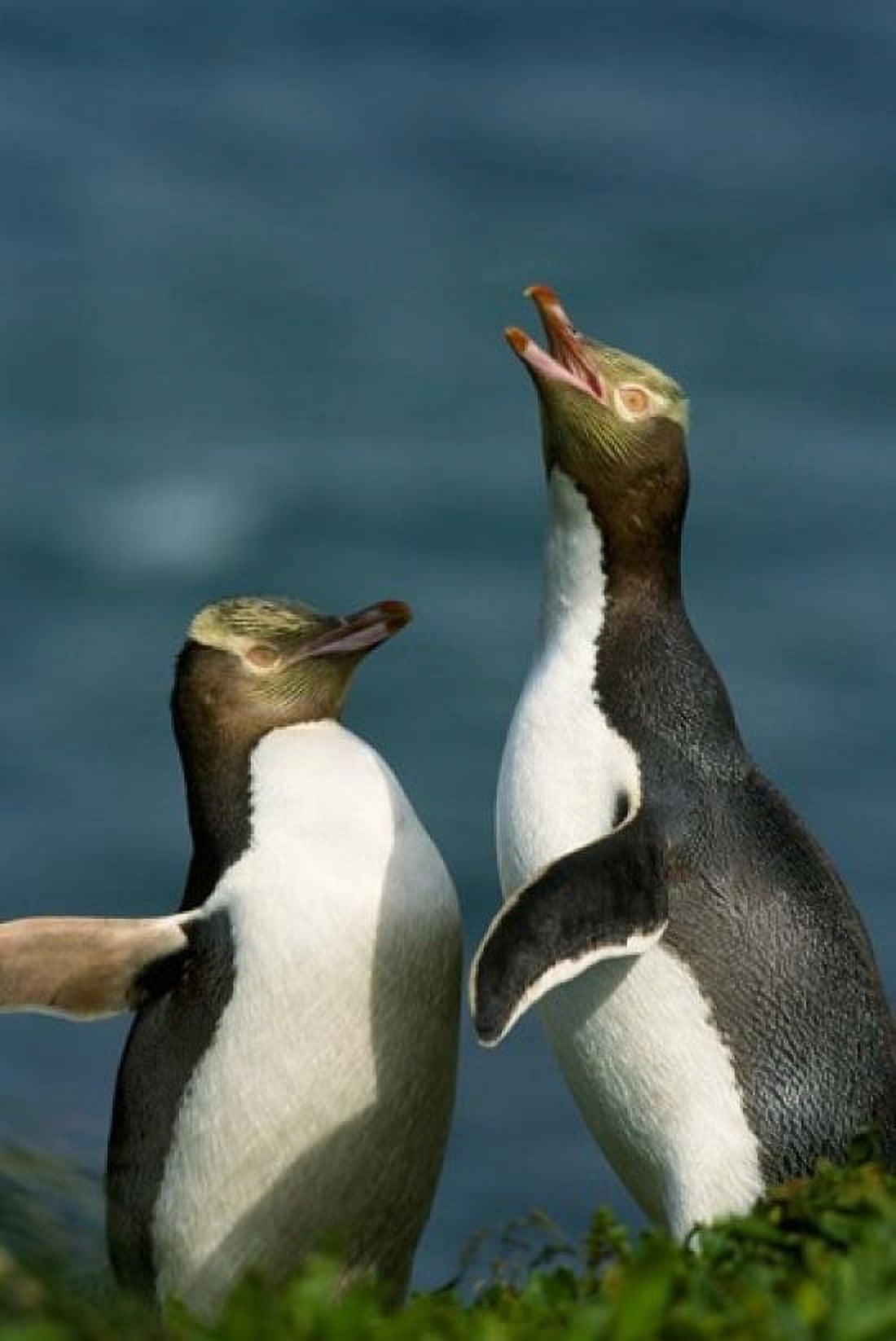 Yellow-Eyed Penguin Enderby Is Auckland New Zealand Canvas Art - Kevin Schafer DanitaDelimont (24 x 36)