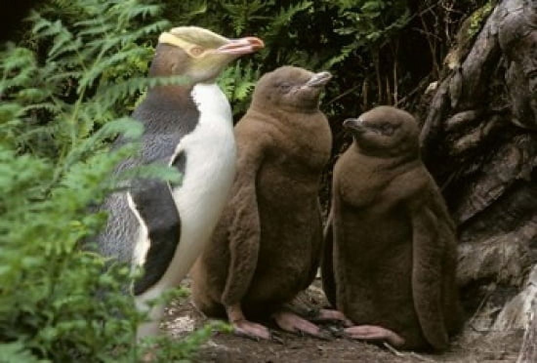 Yellow-Eyed Penguin New Zealand Canvas Art - Kevin Schafer DanitaDelimont (36 x 24)