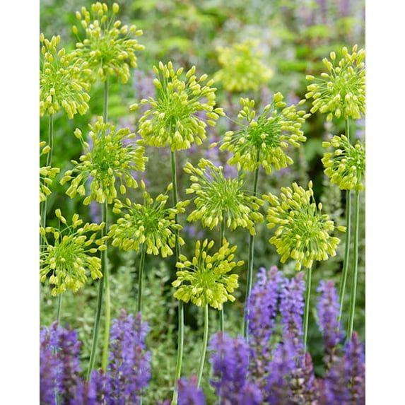 Yellow Fantasy Allium 10 Bulbs - 6/+ cm Bulbs - NEW