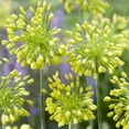 thumbnail image 1 of Yellow Fantasy Allium Flower Bulbs - 5 Bulbs per Pack - Pleasantly Scented - Attracts Butterflies and Hummingbirds - Deer Resistant - Good as Cut Flowers - Easy to Grow Live Plants - Outdoor Garden, 1 of 4