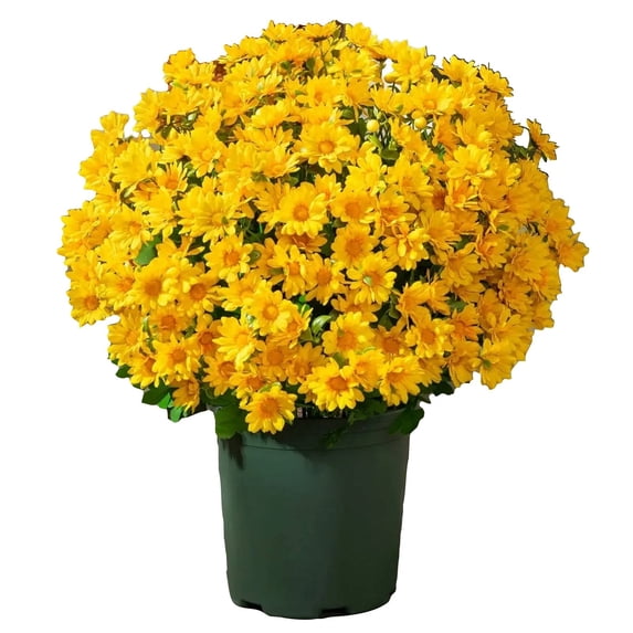 Yellow Faux Sunset Chrysanthemum Flower Bundles, 5 Outdoor Mum Stems for Garden Porch Decor