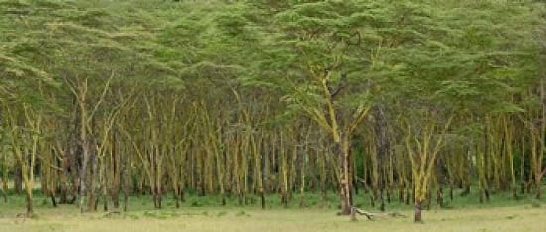Yellow Fever Tree Lake Nakuru National Park Kenya Canvas Art - Adam Jones DanitaDelimont (29 x 13)