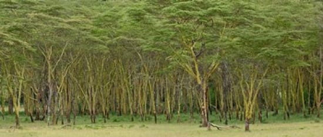 Yellow Fever Tree Lake Nakuru National Park Kenya Canvas Art - Adam Jones DanitaDelimont (36 x 15)