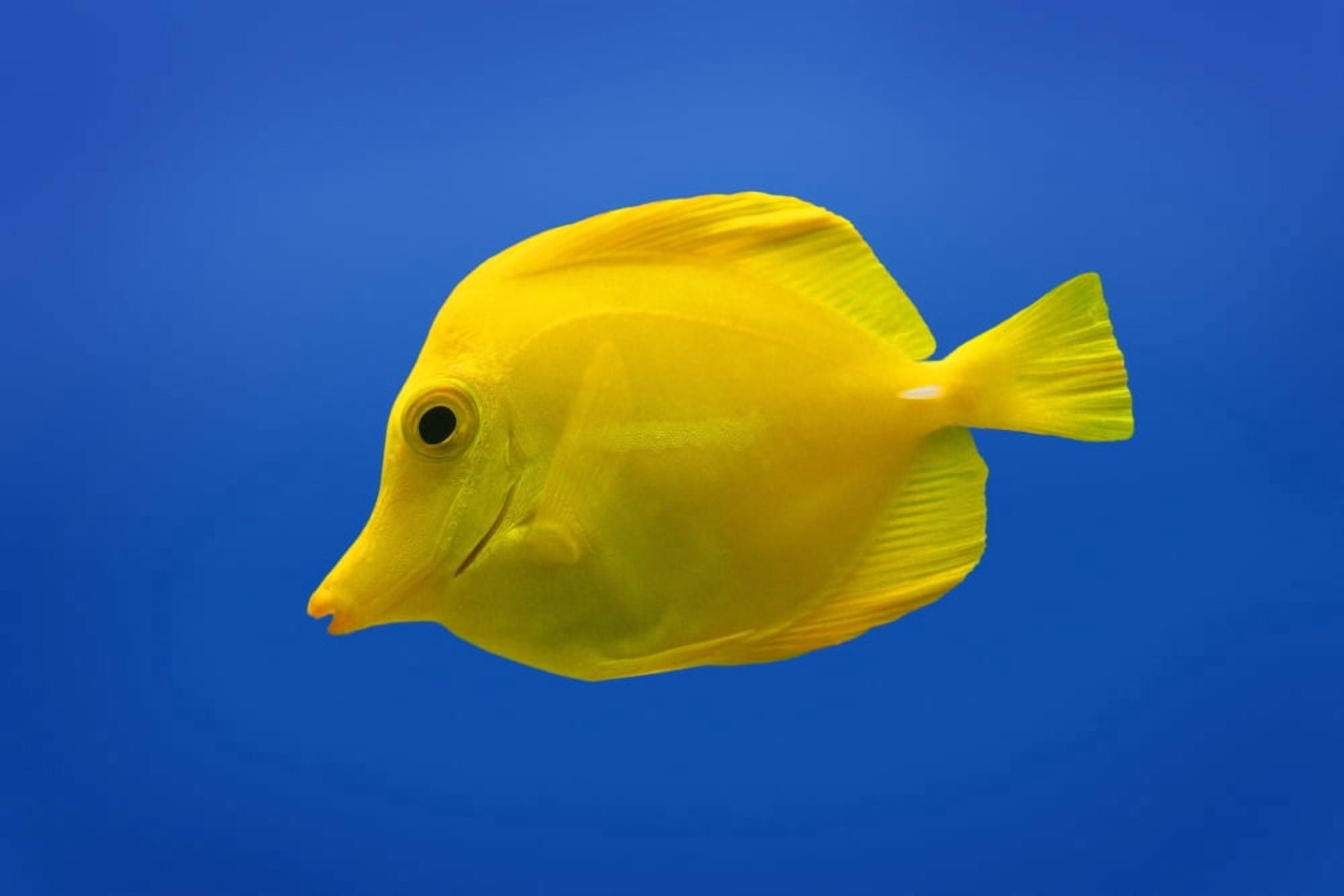 Yellow Fish Canvas Art - Don Hammond Design Pics (17 x 11)