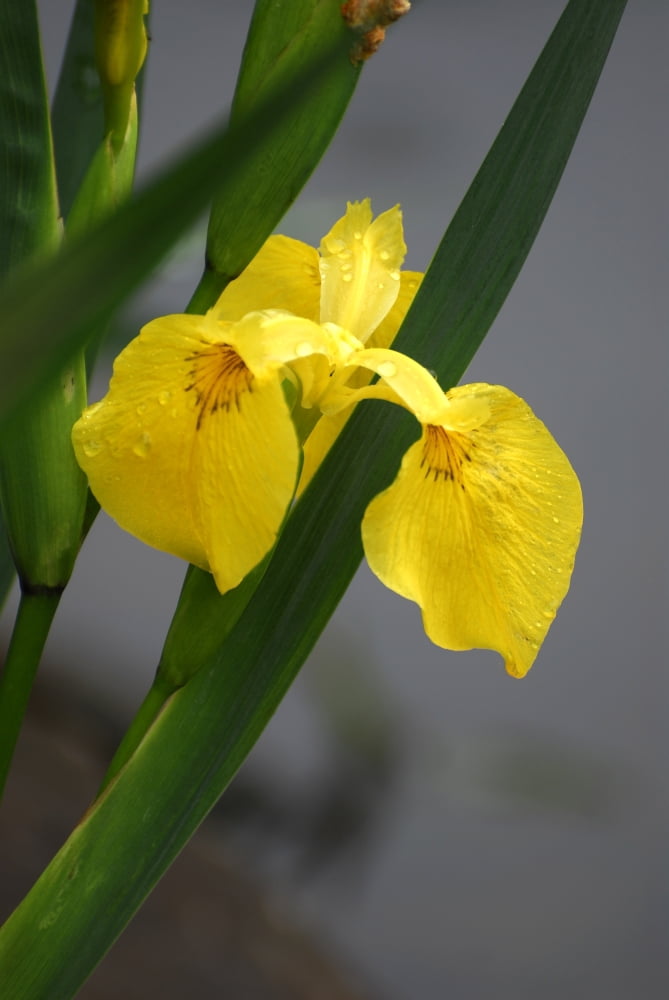 Yellow Flag Iris Canvas Art - Doug Ohman (16 x 24)