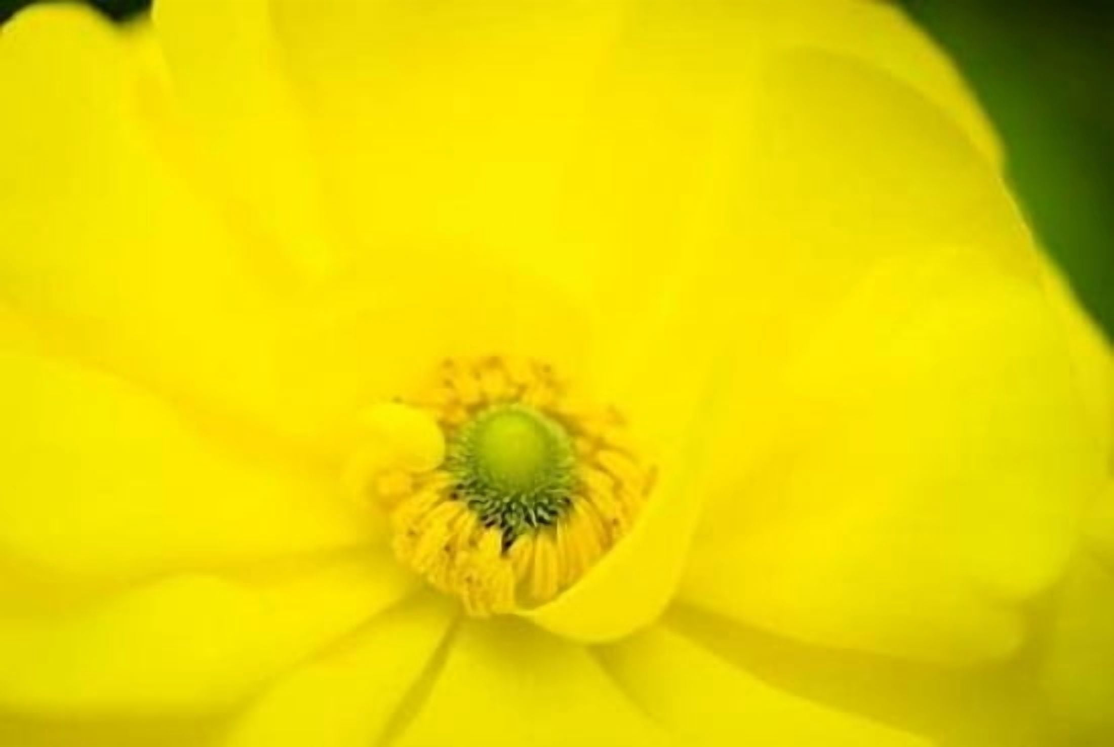 Yellow Flower I Canvas Art - Beth Wold (24 x 36)