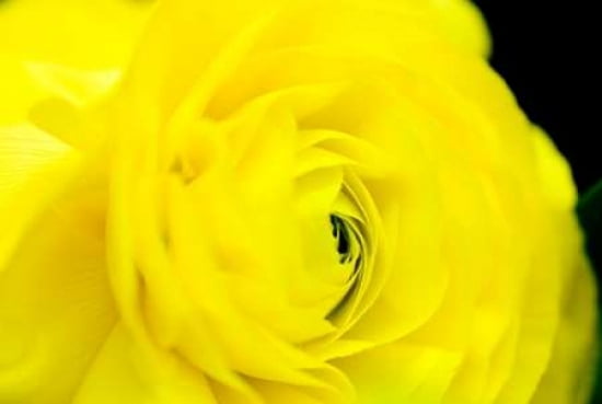 Yellow Flower II Canvas Art - Beth Wold (12 x 18)