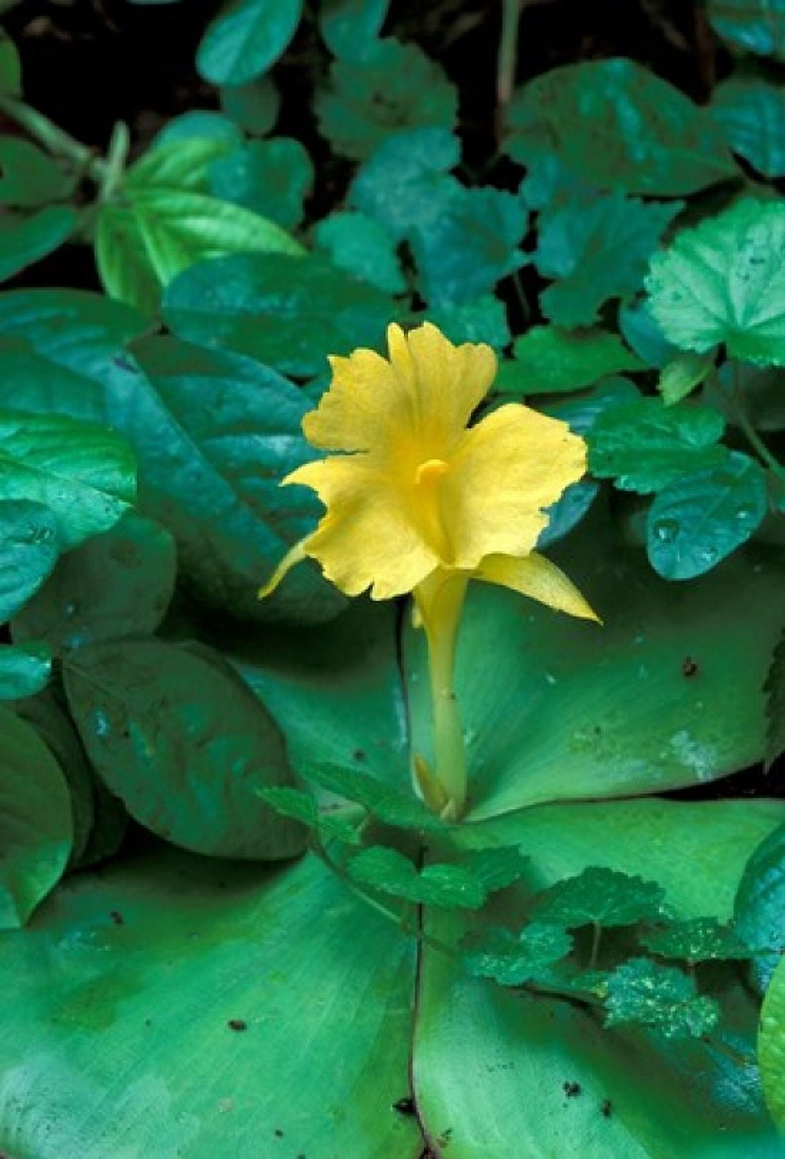 Yellow Flower in Bloom Gombe National Park Tanzania Canvas Art - Kristin Mosher DanitaDelimont (24 x 35)
