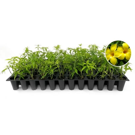 Yellow Flowering Allamanda Bush | 10 Live Plants | Allamanda Schottii | Beautiful Indoor and Outdoor Blooming Shrub