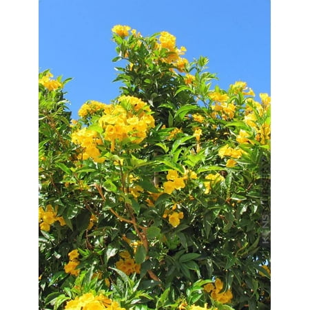Yellow Flowering Allamanda Bush 20 Live Plants Allamanda Schottii Beautiful Indoor and Outdoor Blooming Shrub