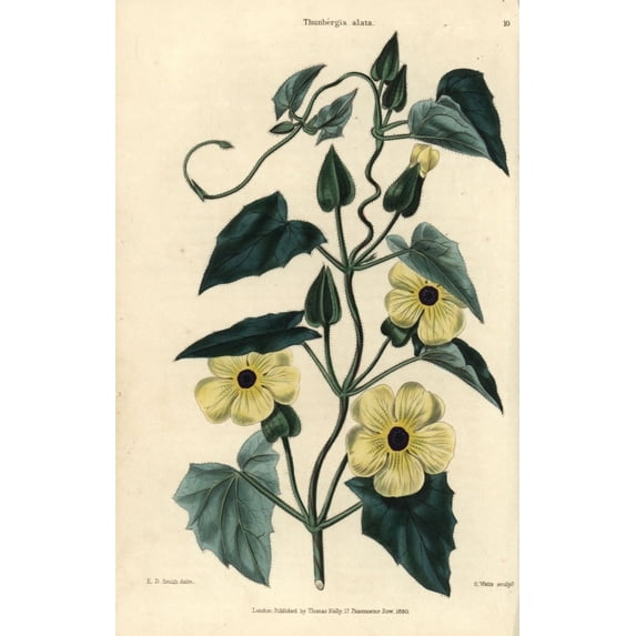 Yellow Flowers And Leaves Of Black-Eyed Susana Poster Print By ® Florilegius Mary Evans (18 X 24)