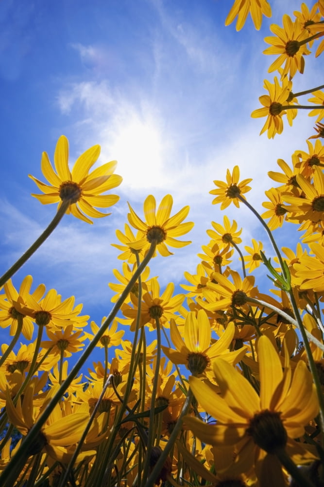 Yellow Flowers (Asteraceae) Canvas Art - Craig Tuttle  Design Pics (12 x 19)