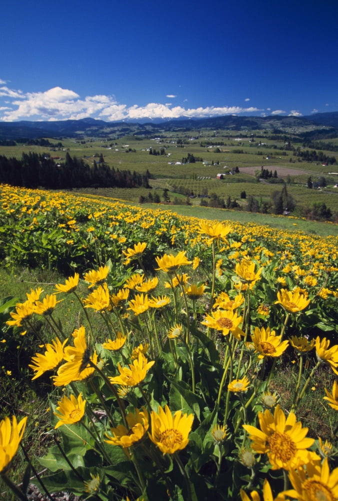Yellow Flowers Blooming Hood River Valley Mount Hood Canvas Art - Natural Selection Craig Tuttle Design Pics (12 x 18)