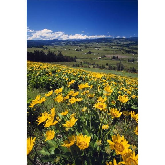 Yellow Flowers Blooming Hood River Valley Mount Hood Poster Print by Natural Selection Craig Tuttle - 12 x 18