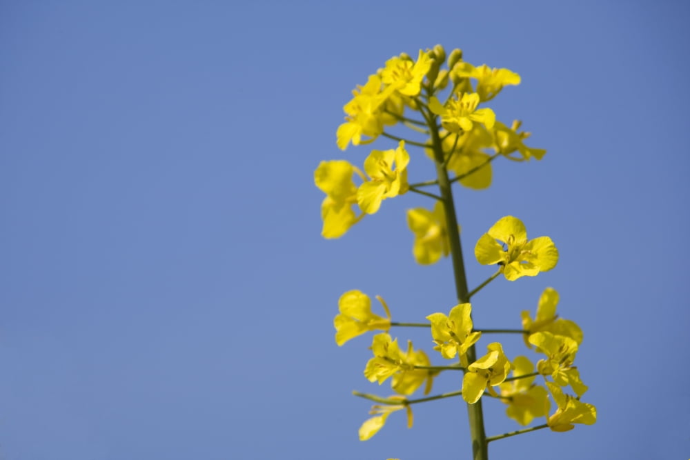Yellow Flowers Canvas Art - John Short Design Pics (34 x 22)
