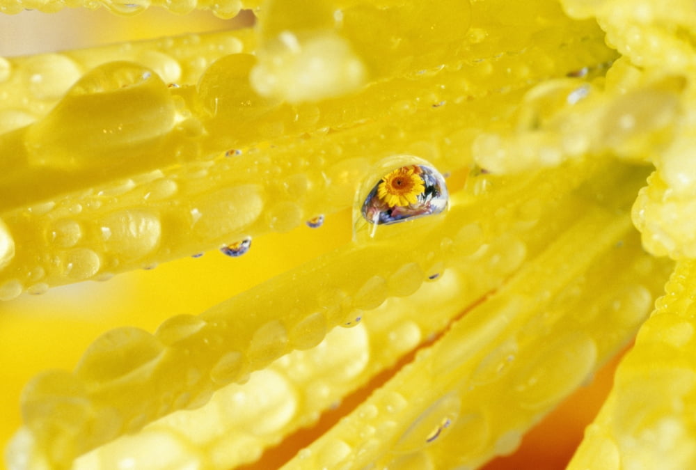 Yellow Flowers Reflected In Dew Drop Canvas Art - Natural Selection Craig Tuttle Design Pics (18 x 12)