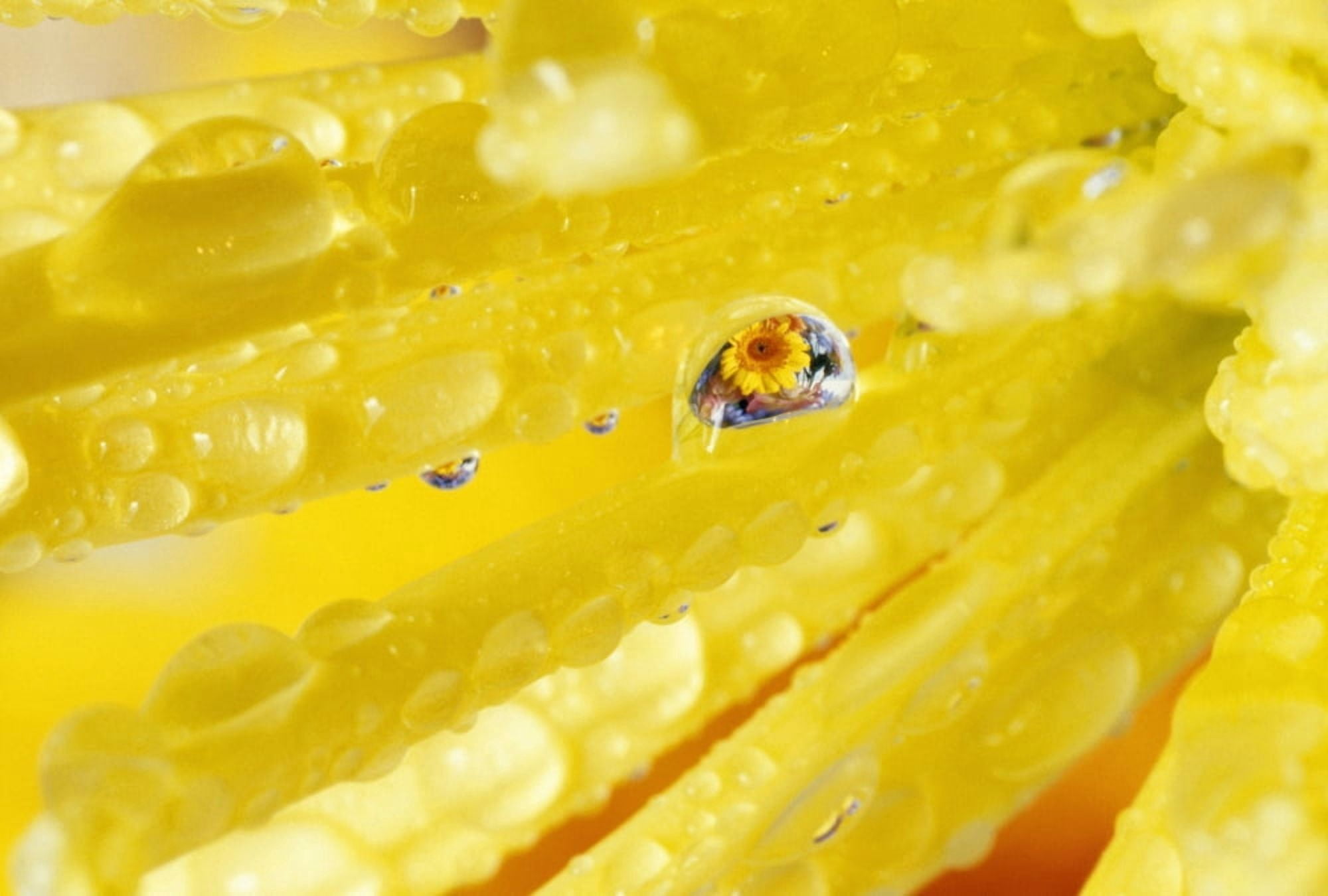 Yellow Flowers Reflected In Dew Drop Canvas Art - Natural Selection Craig Tuttle Design Pics (36 x 24)