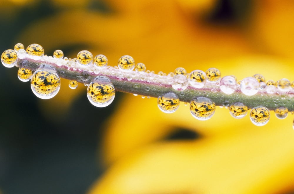 Yellow Flowers Reflected In Dew Drops Canvas Art - Natural Selection Craig Tuttle Design Pics (36 x 24)