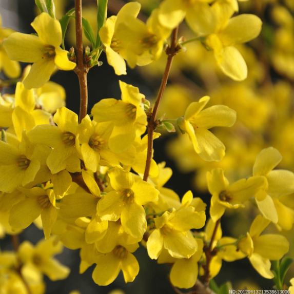 Yellow Forsythia Bush Live Plant 8–10 Inch Dormant, Lynwood Gold Flowering Shrub for Outdoor Planting, Starter Plant