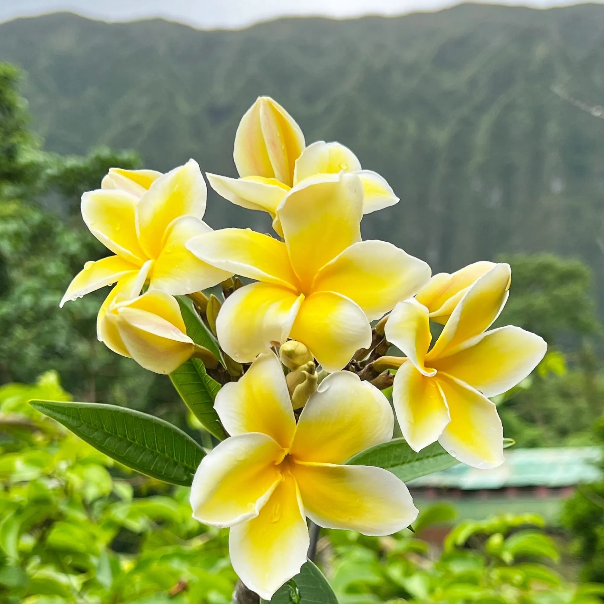 BULYAXIA Plumeria Plant 10 in Yellow Frangipani Plumeria Live Plants, Fragrant