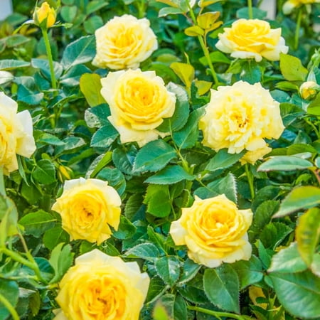 Direct Gardening Yellow Flowering Freedom Shrub Rose Starter Plant