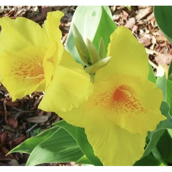 Yellow Futurity Canna Flower Bulbs - 3 Bulbs per Pack - Grows Well In Containers - Attracts Butterflies and Hummingbirds - Deer Resistant