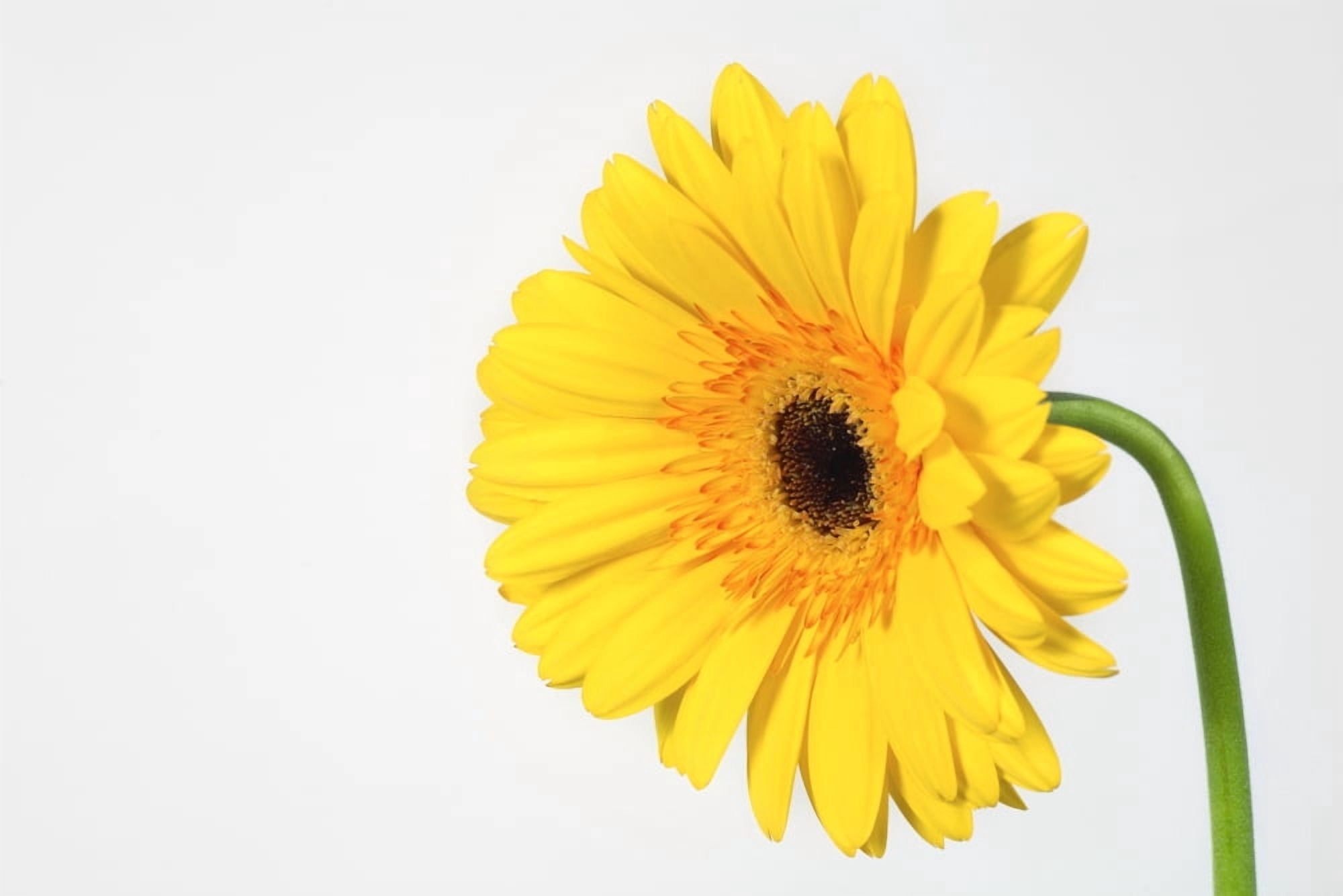 Yellow Gerbera Canvas Art - Leah Hammond Design Pics (17 x 11)