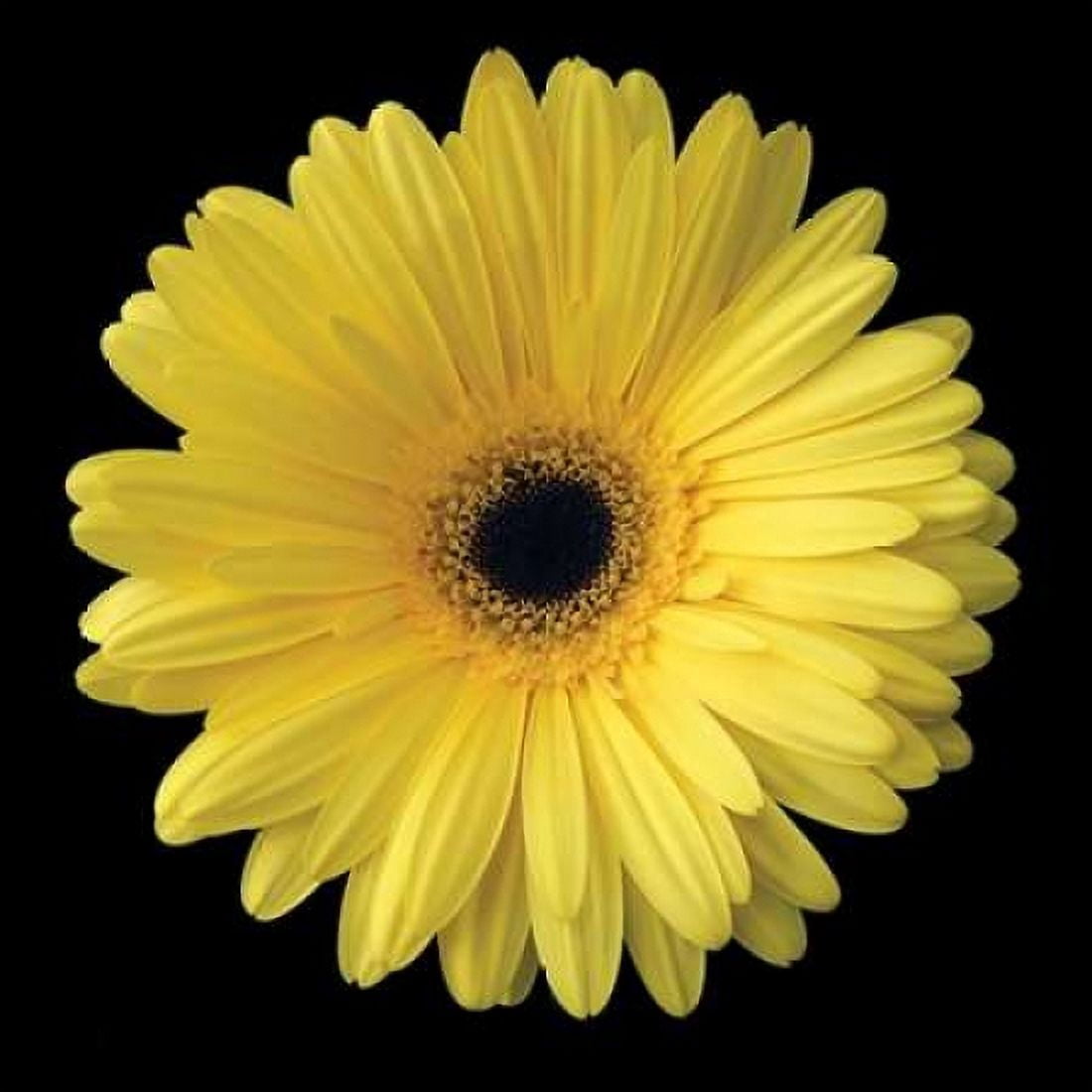Yellow Gerbera Daisy Canvas Art - Jim Christensen (24 x 24)