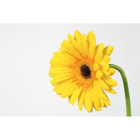 Yellow Gerbera Poster Print by Leah Hammond - 17 x 11