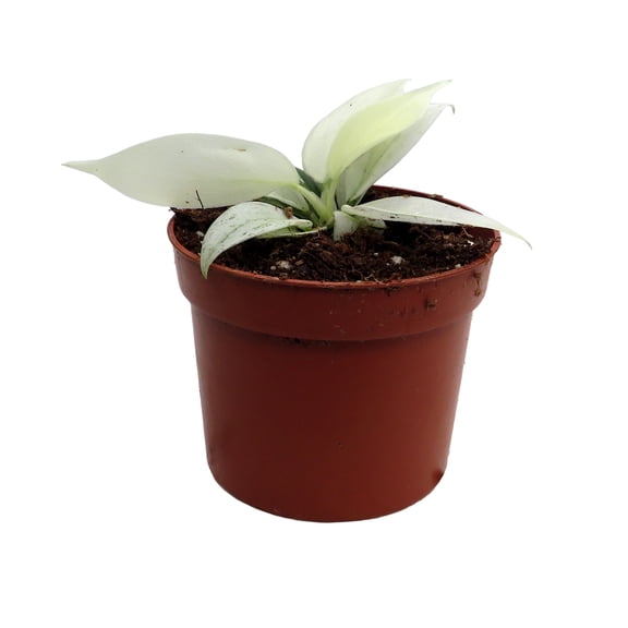 Yellow Ghost Philodendron - 2.5" Pot - Collector's Series