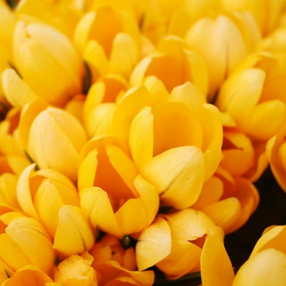 Yellow Giant Crocus Flower Bulbs - 25 Bulbs per Pack - Deer Resistant - Good For Indoor Forcing - Naturalizing - Perennializing - Easy to Grow Live Plants - Outdoor Garden