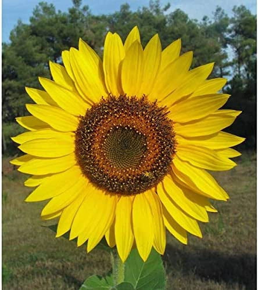 Yellow Giant Sunflower Seeds to Plant 20 Seeds of This Giant