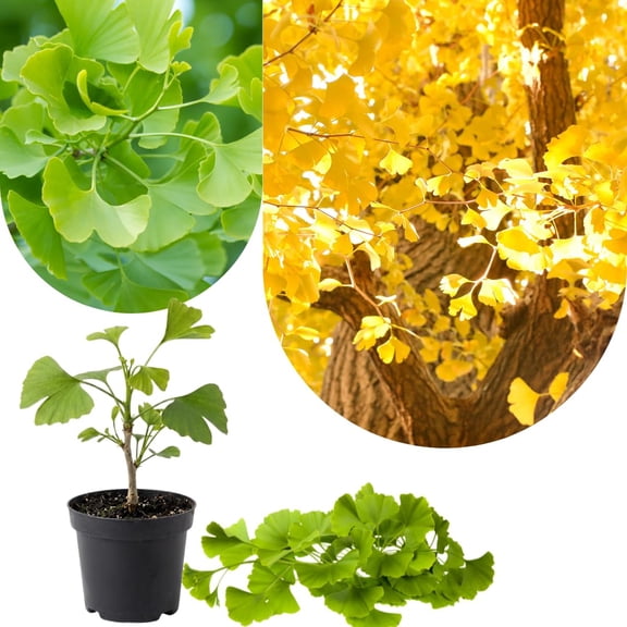 Yellow Ginkgo Tree Live Plant, Ginkgo Tree, 46 Inches Tall in Pot, Cold Hardy, Well-Rooted, Ready to Grow for Garden Planting