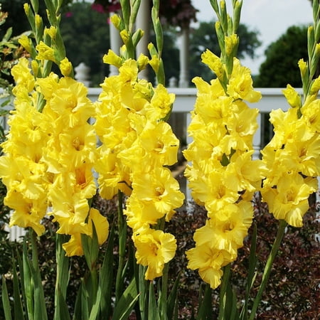 Yellow Gladiolus Value Bag Flower Bulbs - 30 Gladioli Bulbs per Pack - Ready to Plant - Perennial - Grows Well in Containers - Attracts Butterflies and Hummingbirds - Good as Cut Flowers