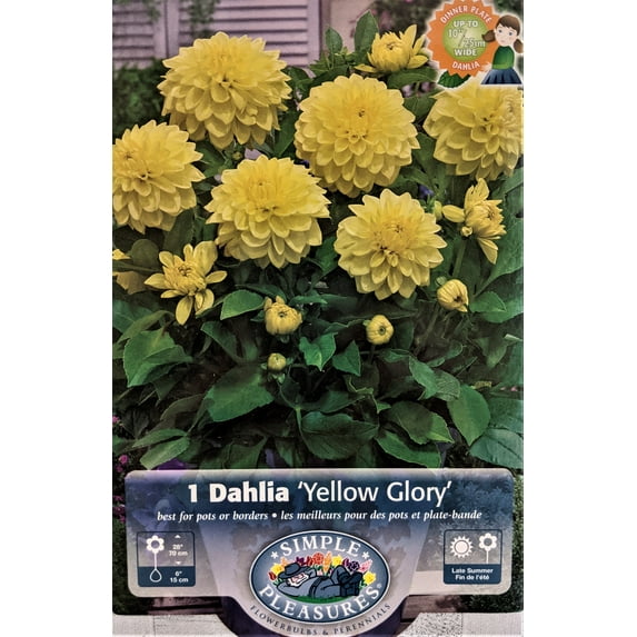 Yellow Glory Dwarf Dinnerplate Dahlia - #1 Size Root Clump