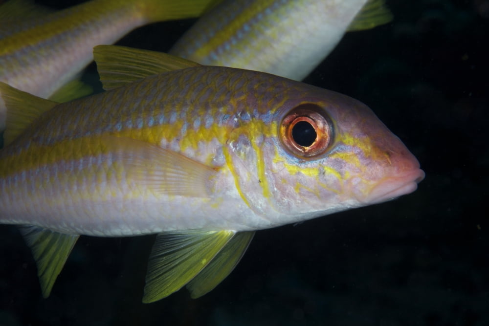 Yellow Goatfish Bonaire Caribbean Netherlands Canvas Art - Terry MooreStocktrek Images (18 x 12)