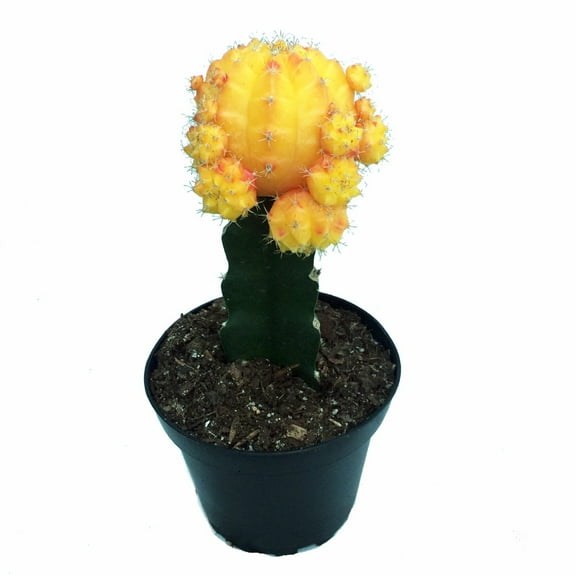 Yellow Grafted Moon Cactus - Live Plant - 2.5" Pot