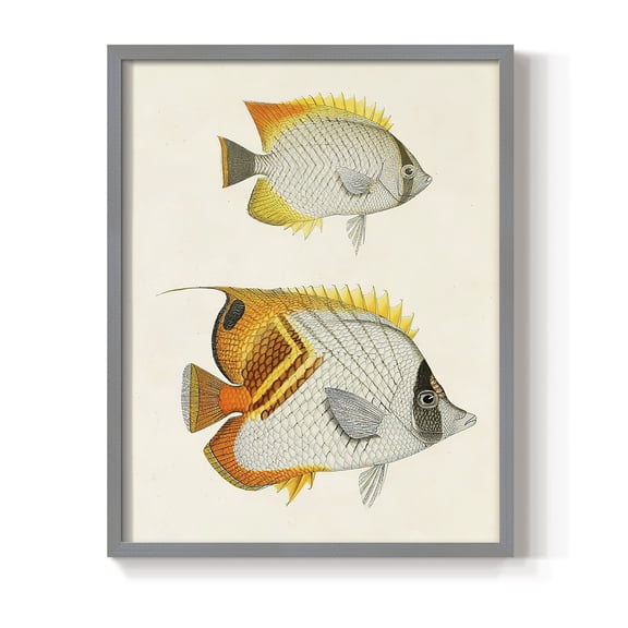 Yellow & Grey Fish I Framed Print - Solid Wood in Single Picture Frame Solid Wood 2 Framed Print
