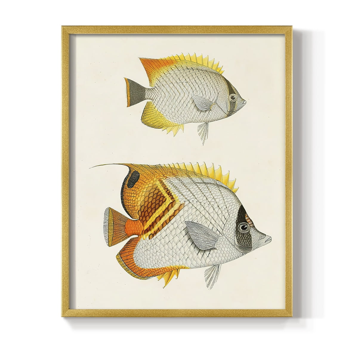Yellow & Grey Fish I Framed Print - Solid Wood in Single Picture Frame Solid Wood 2 Framed Print
