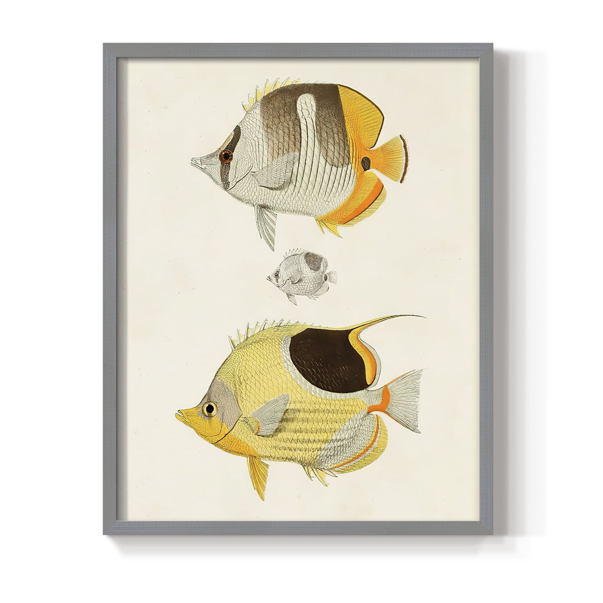 Yellow & Grey Fish II Framed Print - Solid Wood in Single Picture Frame Solid Wood 2 Framed Print