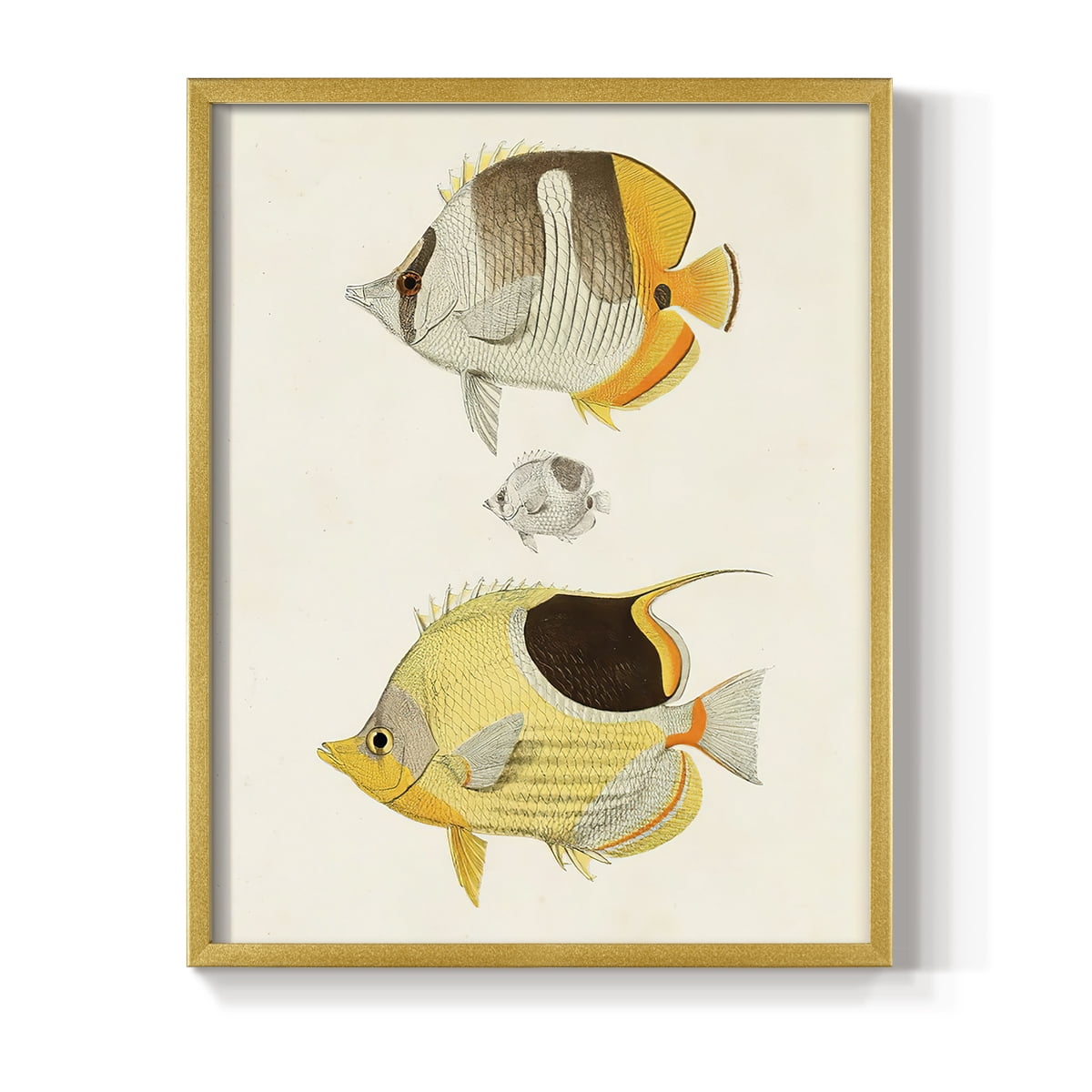 Yellow & Grey Fish II Framed Print - Solid Wood in Single Picture Frame Solid Wood 2 Framed Print