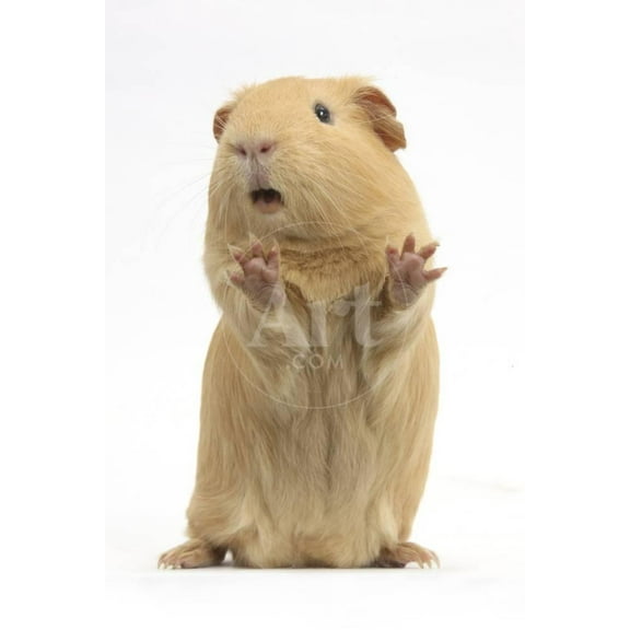 Yellow Guinea Pig Standing Up And Squeaking, Against White Background, Animals Unframed Photographic Print Wall Art by Mark Taylor Sold by ArtCom