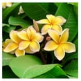 thumbnail image 1 of Yellow Hawaiian Live Plumeria Plant Cutting 10 inches, Full Sun, 1 of 9
