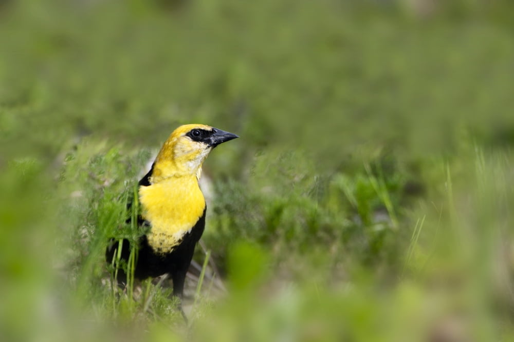 Yellow Headed Blackbird Canvas Art - Richard Wear Design Pics (34 x 22)