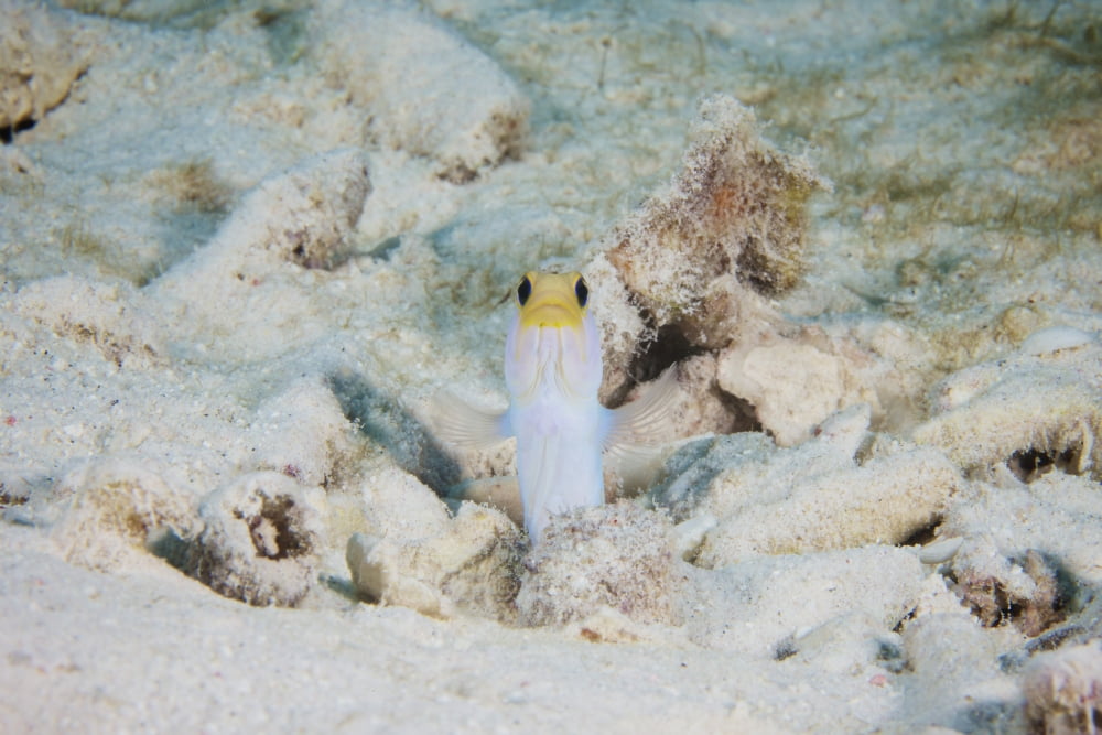 Yellow Headed Jawfish peeks out of its hole Canvas Art - Terry MooreStocktrek Images (18 x 12)