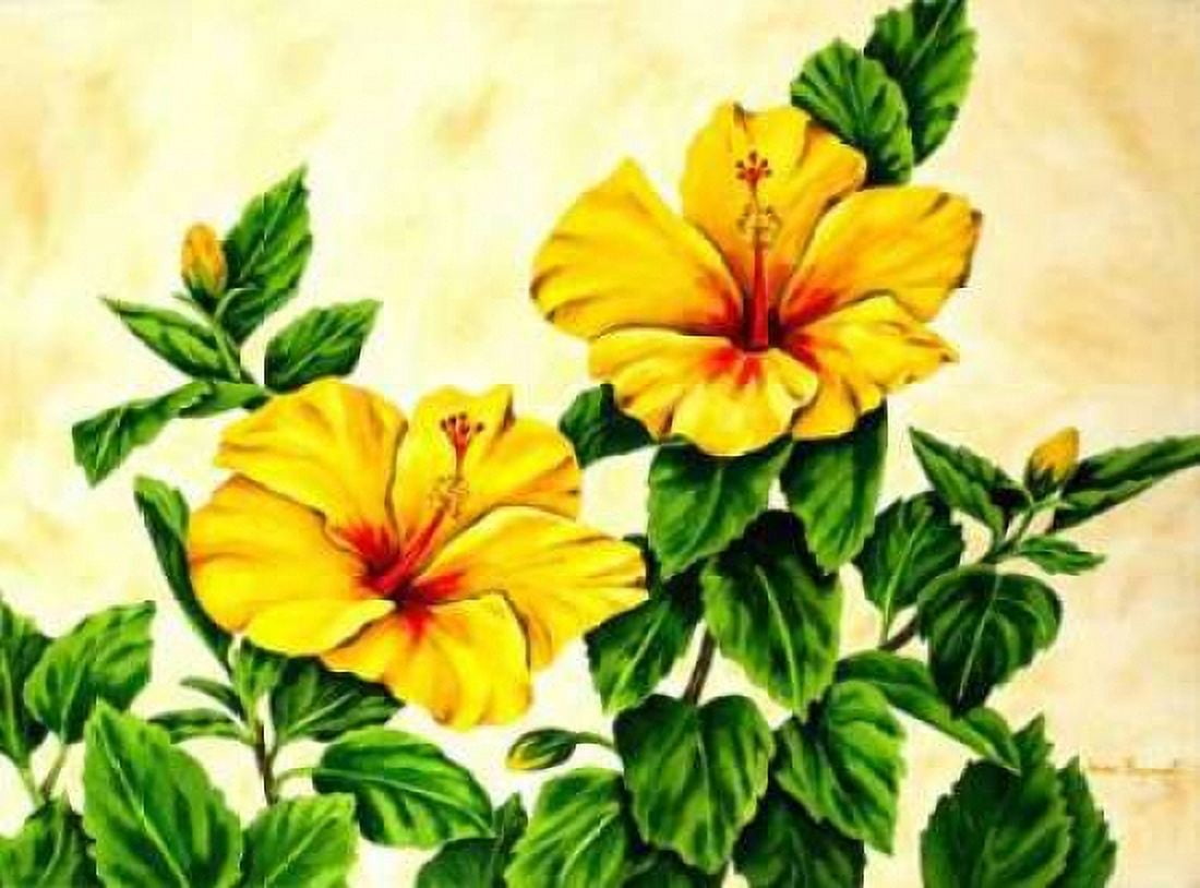 Yellow Hibiscus Canvas Art - Jane Segrest (22 x 28)