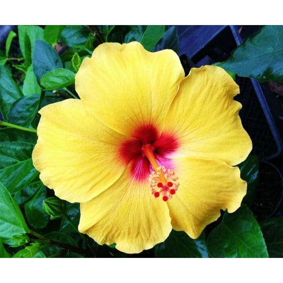 Yellow Hibiscus Start Live Plant 5-7" Tall Seedling Plant Yellow Hibiscus Flower Plant Perennial Flowering Shrub Outdoor Indoor Garden