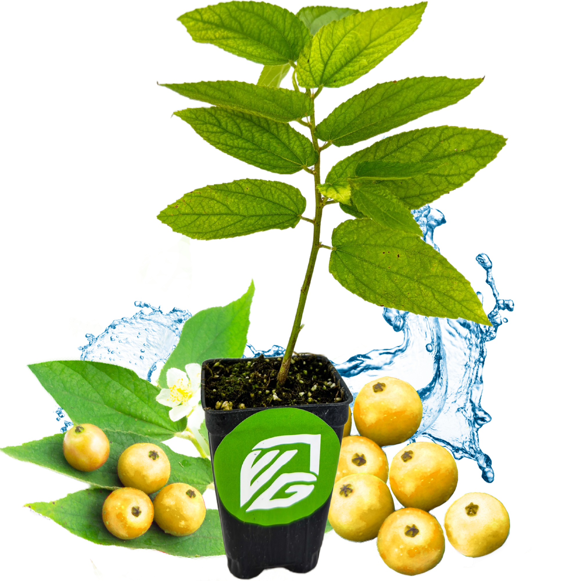 Yellow Jamaican Cherry Tree Live Plant Muntingia calabura