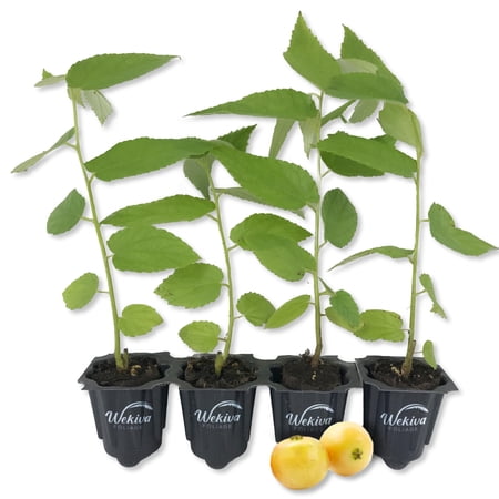 Yellow Jamaican Cherry Tree - Strawberry Tree - 4 Live Starter Plants in 2 Inch Grower's Pot - Muntingia Calabura - Edible Fruit Bearing Tree for The Patio and Garden