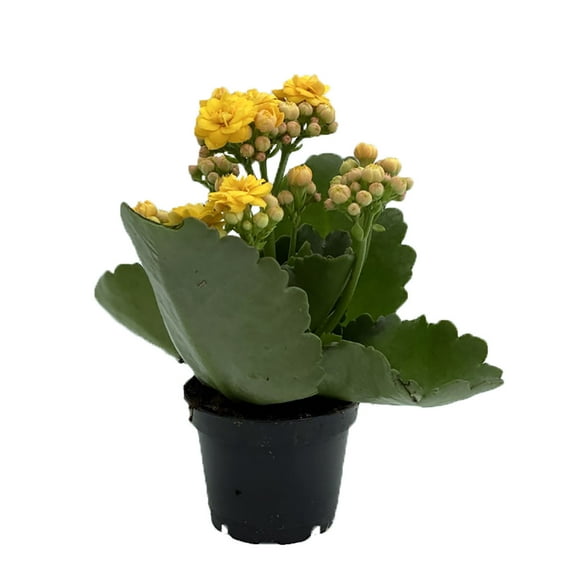 Yellow Kalanchoe - 2.5" Pot - In Bud and Bloom / Easy House Plant